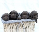 Small Photo #4 Labrador Retriever Puppy For Sale in PIEDMONT, SC, USA