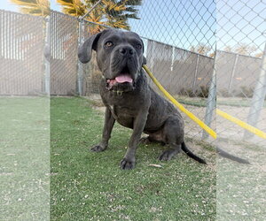 Mutt Dogs for adoption in Goodyear, AZ, USA