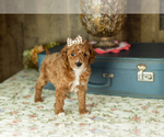 Small #3 Miniature Labradoodle