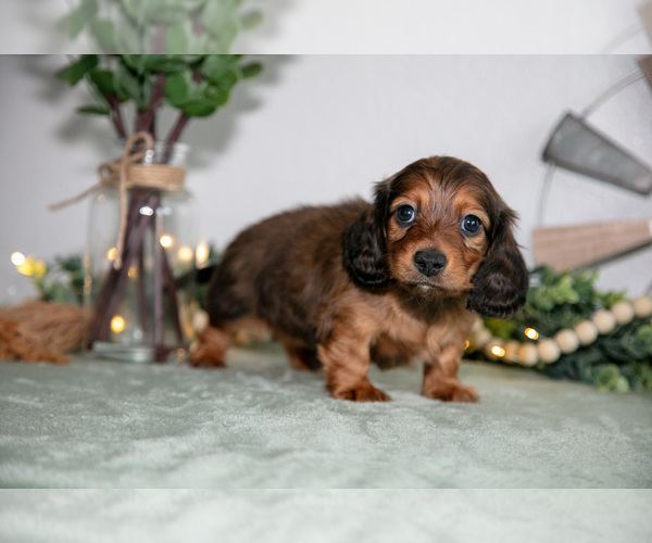 Medium Photo #3 Dachshund Puppy For Sale in GOSHEN, IN, USA