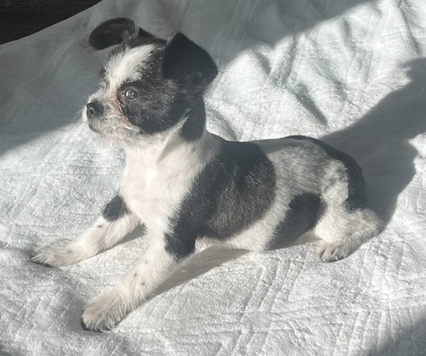 Medium Photo #5 Chi-Poo (Miniature) Puppy For Sale in JACKSONVILLE, FL, USA