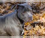 Small #1 American Staffordshire Terrier