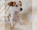 Small #5 Mutt