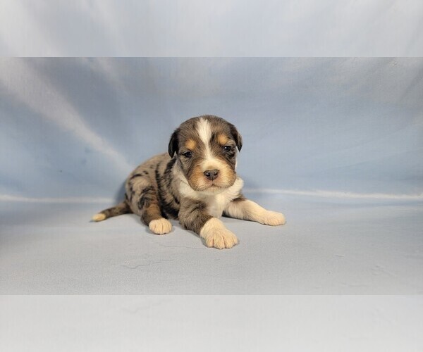 Medium Photo #12 Bernedoodle (Miniature) Puppy For Sale in BLACK FOREST, CO, USA