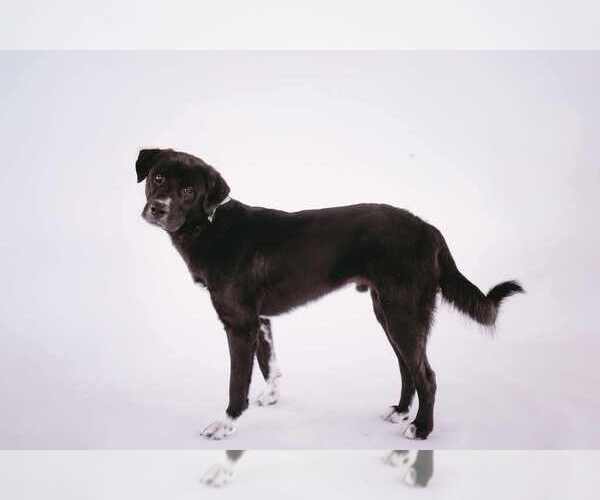 Medium Photo #4 Borador Puppy For Sale in Princeton, MN, USA