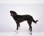 Small #3 Borador