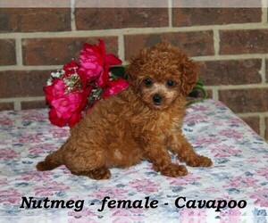 Cavapoo-Poodle (Toy) Mix Puppy for sale in CLARKRANGE, TN, USA