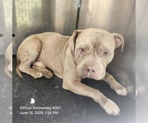 American Staffordshire Terrier-Unknown Mix Dogs for adoption in San Antonio, TX, USA