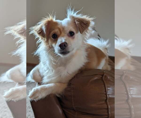 Medium Photo #1 Papillon-Unknown Mix Puppy For Sale in bloomington, IL, USA
