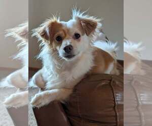 Papillon-Unknown Mix Dogs for adoption in bloomington, IL, USA