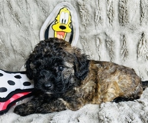Bolonoodle-Poodle (Toy) Mix Puppy for sale in DARDANELLE, AR, USA