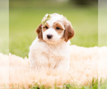 Small Photo #74 Goldendoodle (Miniature) Puppy For Sale in WARSAW, IN, USA
