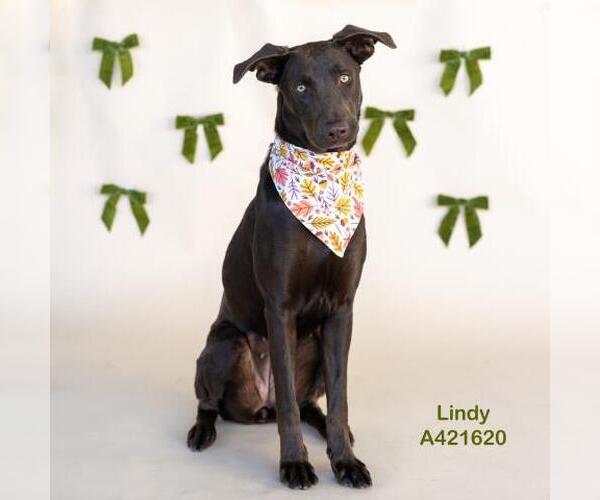 Medium Photo #1 Lab-Pointer Puppy For Sale in Conroe, TX, USA