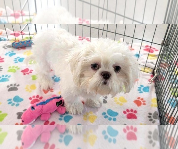 Medium Photo #4 Shih Tzu Puppy For Sale in ORO VALLEY, AZ, USA