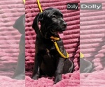 Small #1 Cane Corso