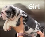 Small #4 English Bulldog