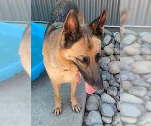 German Shepherd Dog-Unknown Mix Dogs for adoption in Sacramento, CA, USA