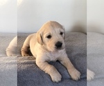 Small Photo #4 Golden Retriever Puppy For Sale in APPLE CREEK, OH, USA
