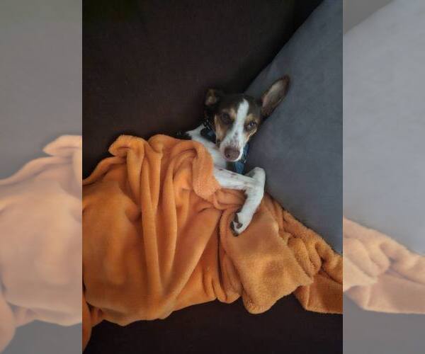 Medium Photo #29 Mutt Puppy For Sale in New York, NY, USA