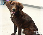 Small #1 Colonial Cocker Spaniel Mix
