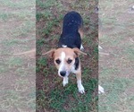 Small #1 Jack Russell Terrier Mix