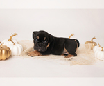 Small Photo #6 Bulldog Puppy For Sale in MURRIETA, CA, USA