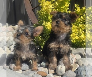 Yorkshire Terrier Puppy for sale in HOLTON, MI, USA