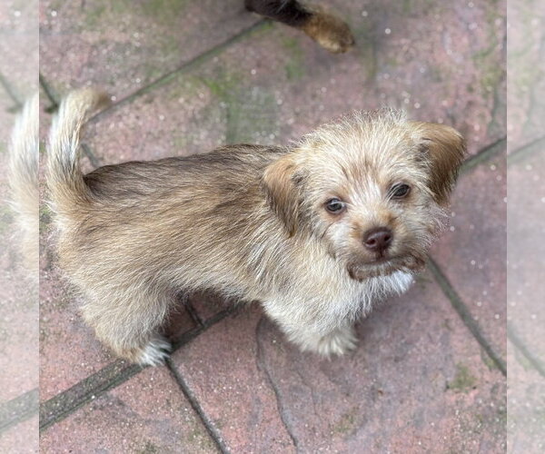 Medium Photo #3 Chihuahua-Unknown Mix Puppy For Sale in Bellevue, WA, USA