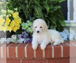 Puppy Blossom Poodle (Standard)
