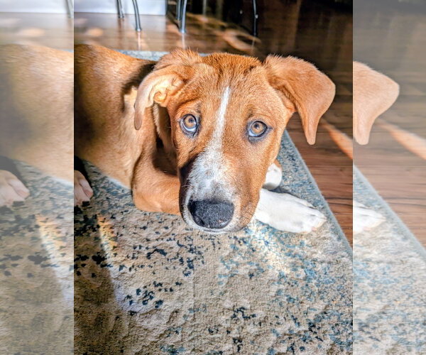 Medium Photo #5 Mutt Puppy For Sale in Sandy, UT, USA