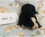 Small Photo #9 Bernese Mountain Dog Puppy For Sale in ATKINSON, NE, USA