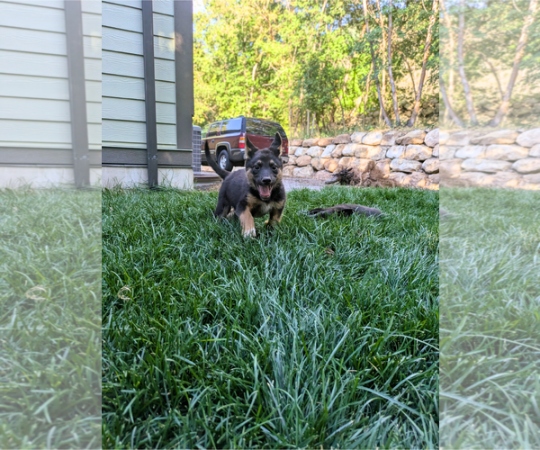 Medium Photo #4 Mutt Puppy For Sale in Sandy, UT, USA