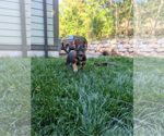 Small #3 Mutt