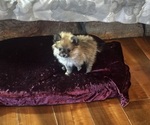 Small #6 Pomeranian