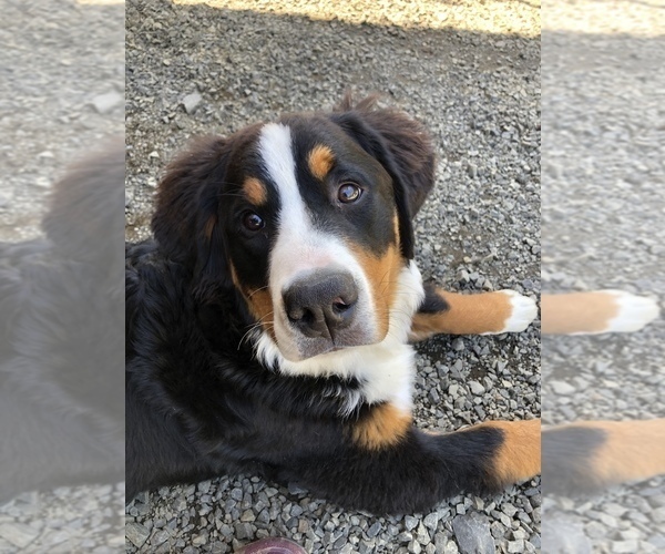 Medium Photo #1 Bernese Mountain Dog Puppy For Sale in LONGVIEW, WA, USA