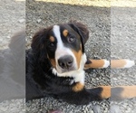 Small Photo #1 Bernese Mountain Dog Puppy For Sale in LONGVIEW, WA, USA
