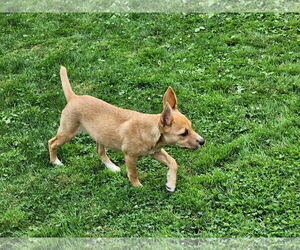 Mutt Dogs for adoption in Marine City, MI, USA