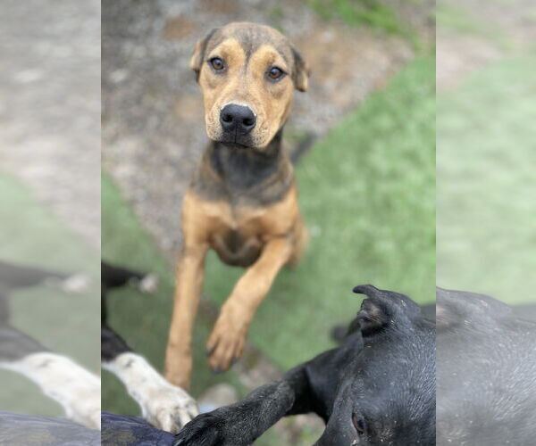 Medium Photo #5 Labrador Retriever-Unknown Mix Puppy For Sale in Tracy City, TN, USA