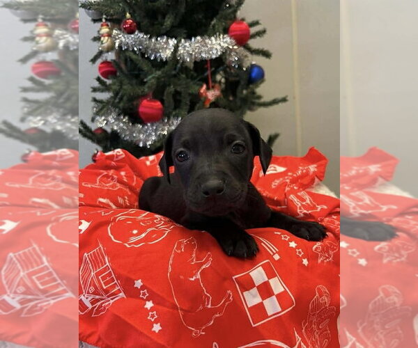 Medium Photo #5 Labbe Puppy For Sale in Osgood, IN, USA