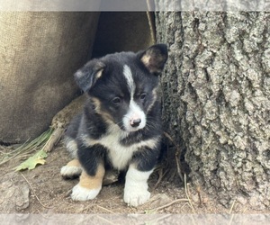 Aussie-Corgi Puppy for sale in ESPERANCE, NY, USA