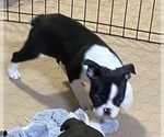 Small Photo #5 Boston Terrier Puppy For Sale in GLOUCESTER, VA, USA