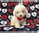 Hex - Male Bichpoo Puppy for Sale - Photo #11