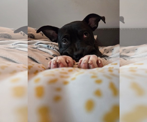 Medium Photo #4 American Bulldog-Unknown Mix Puppy For Sale in Oro Medonte, Ontario, Canada