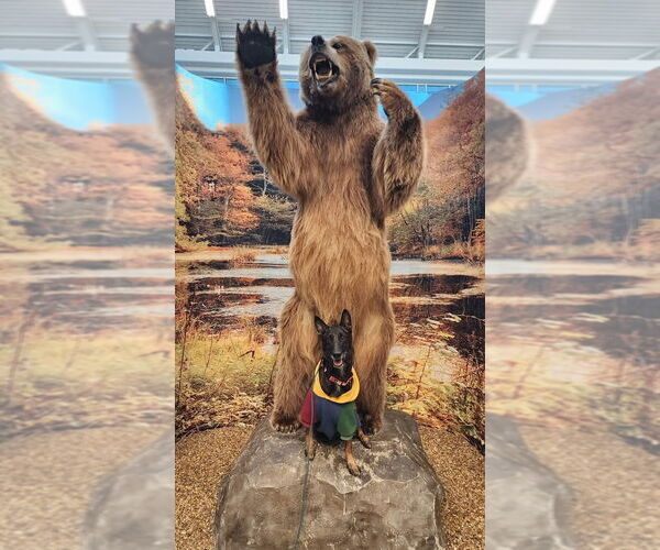 Medium Photo #12 Mutt Puppy For Sale in Imlay City, MI, USA