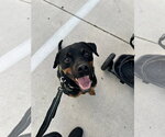 Small Photo #2 Rottweiler Puppy For Sale in Miami, FL, USA
