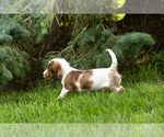 Small #3 Dachshund