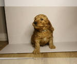 Puppy 5 Doodle-Goldendoodle Mix