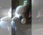 Small Photo #3 Samoyed Puppy For Sale in STATEN ISLAND, NY, USA