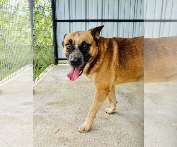 Medium Photo #1 Mutt Puppy For Sale in Waldron, AR, USA