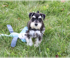 Schnauzer (Miniature) Puppy for Sale in SYRACUSE, Indiana USA